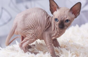 sphynx kitten