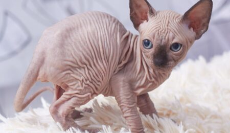 sphynx kitten