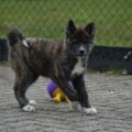 Akita Inu 1