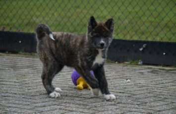 Akita Inu 1