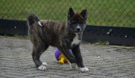 Akita Inu 1