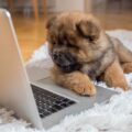 Curious Chow Chow puppy lying on the floor and looking at laptop