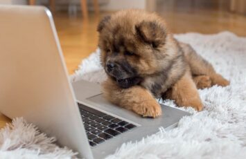 Curious Chow Chow puppy lying on the floor and looking at laptop