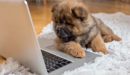 Curious Chow Chow puppy lying on the floor and looking at laptop