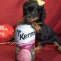 Dachshund n
