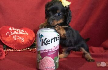 Dachshund n