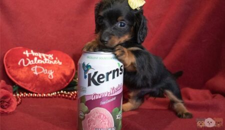 Dachshund n