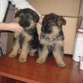 GERMAN SHEPHERD 01