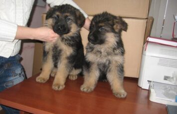 GERMAN SHEPHERD 01