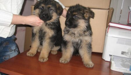 GERMAN SHEPHERD 01