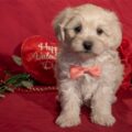 Maltipoo Puppy I