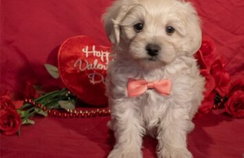 Maltipoo Puppy I