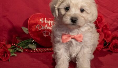 Maltipoo Puppy I
