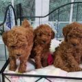 Miniature Poodle5