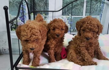 Miniature Poodle5