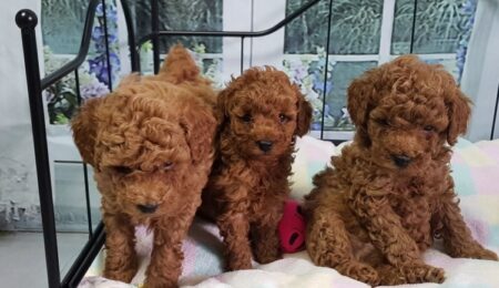 Miniature Poodle5