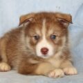 Pomsky Puppies10