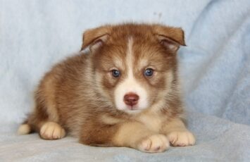 Pomsky Puppies10