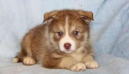 Pomsky Puppies10