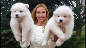 Samoyed 1