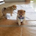 Shiba Inu Puppy6