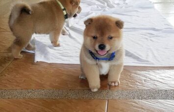 Shiba Inu Puppy6