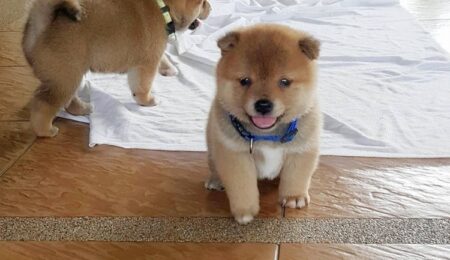 Shiba Inu Puppy6