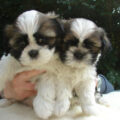 Shih Tzu5