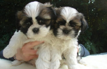 Shih Tzu5