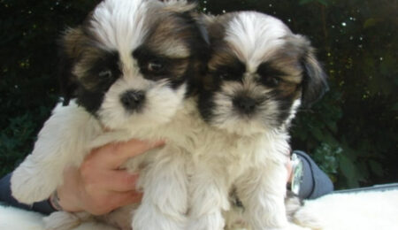 Shih Tzu5