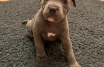 Staffordshire Bull Terrier 5