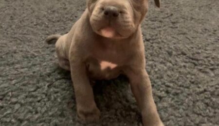 Staffordshire Bull Terrier 5