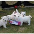West Highland Terrier3