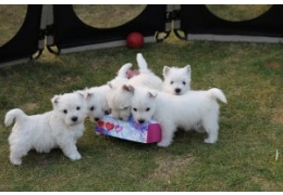 West Highland Terrier3