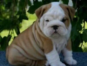 akc registered english bulldog puppies 1