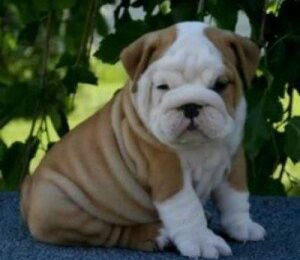 akc registered english bulldog puppies 1
