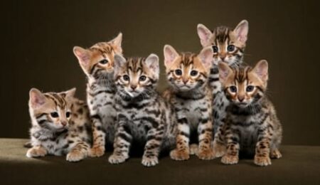 bengal kittens