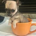 chihuahua puppy4