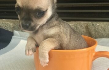 chihuahua puppy4