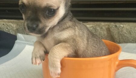 chihuahua puppy4