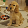 cocker spaniel puppy s 1