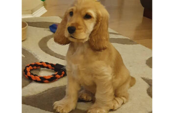 cocker spaniel puppy s 1