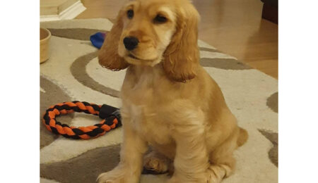 cocker spaniel puppy s 1