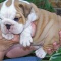 english bulldog a