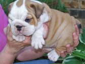 english bulldog a
