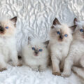 four ragdoll kittens Ben Schonewille Shutterstock