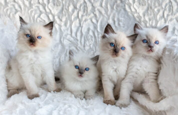four ragdoll kittens Ben Schonewille Shutterstock