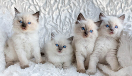 four ragdoll kittens Ben Schonewille Shutterstock