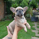 french bulldog A