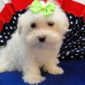 maltese11